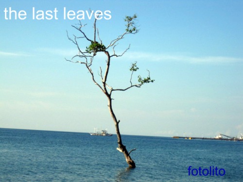 the last leaves
